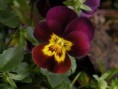 /album/un-mondo-di-viole/viola-sparkler-red-wings-jpg/